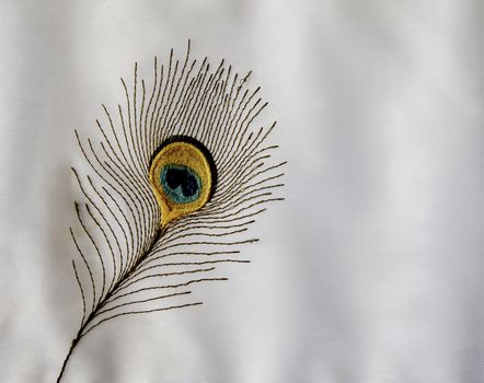 Horizontal, landscape, peacock embroidered feather white background white velvety shades