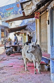 Portrait of the village at  Shri Nathji Mandir Rajasthan in India incorporating a cow sacred to Hinduism who is free to roam around the area, Remains of the Holi festival of color stains on the ground