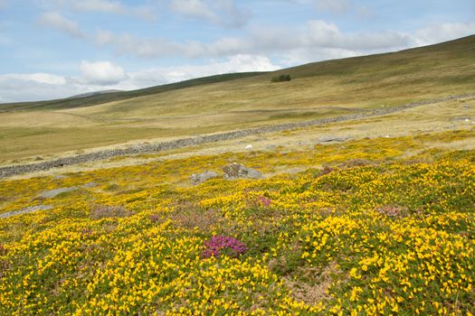 Hillside moorland with yellow gorse and purple heather flowers leading to a stone wall and grass fields, a blue cloudy sky in the distance.