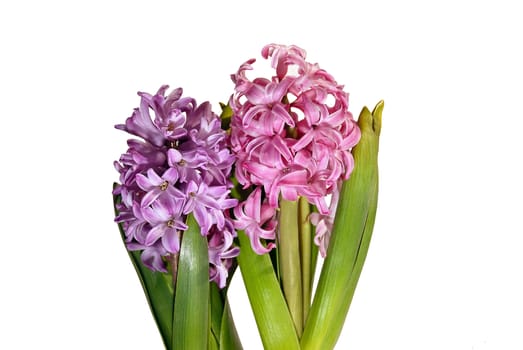 Blooming in spring beautiful flowers isolated on a white background.