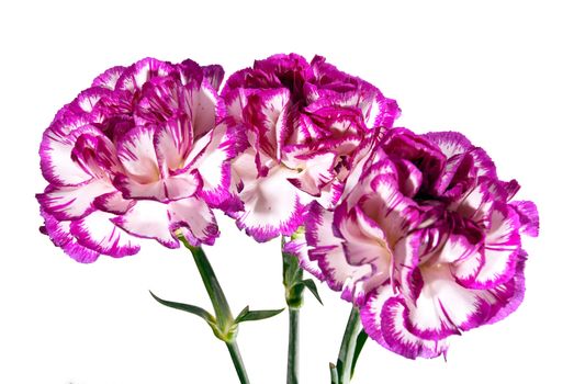 Three violet fresh flowers isolated on a white background.