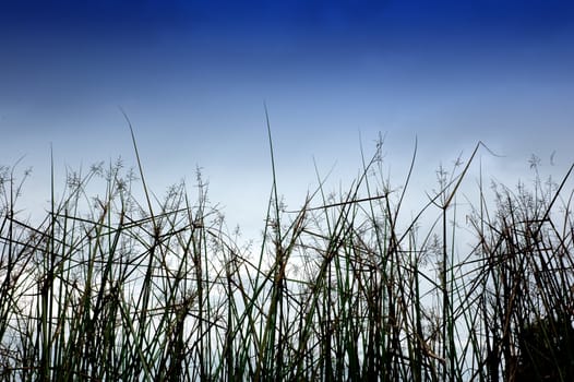 desert grass