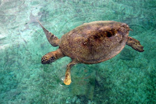 a turtle was swimming in shallow coastal                                