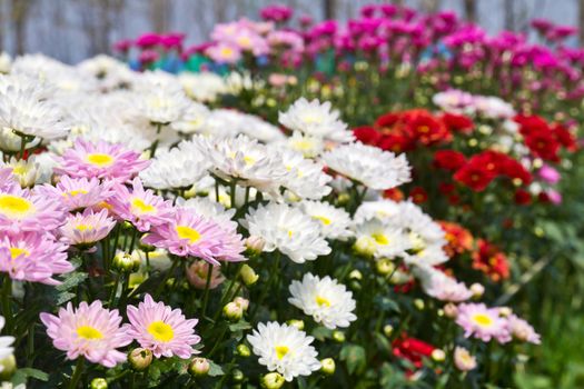 Colorful  chrysanthemum  flowers in garden