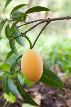Marian plum or maprang (thai fruit) hang on tree