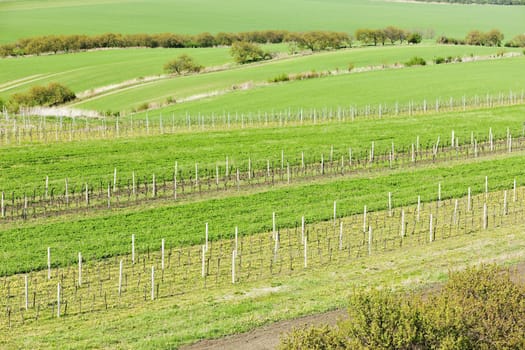 view of vineyards from lookout tower of Kravi hora near Boretice, Czech Republic