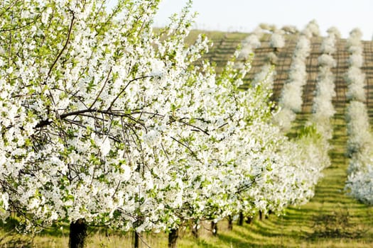 blooming orchard in spring, Czech Republic