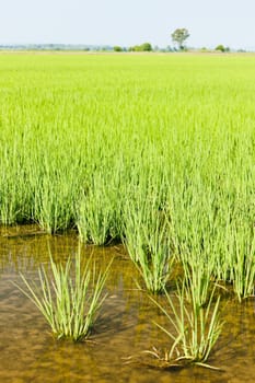 rice field, Piedmont, Italy