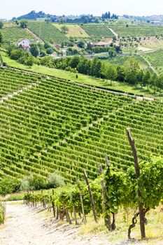 vineyar near Tana, Asti Region, Piedmont, Italy