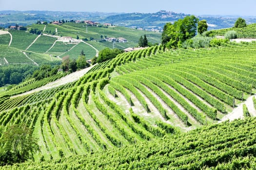 vineyars near Barbaresco, Piedmont, Italy