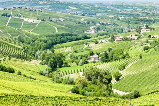 vineyars near Barbaresco, Piedmont, Italy