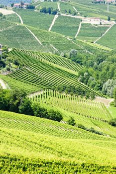 vineyars near Barbaresco, Piedmont, Italy