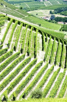 vineyars near Barbaresco, Piedmont, Italy