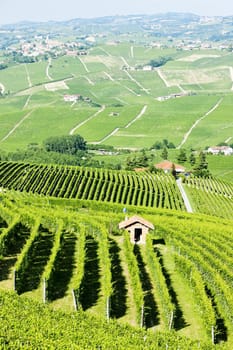 vineyars near Barolo, Piedmont, Italy