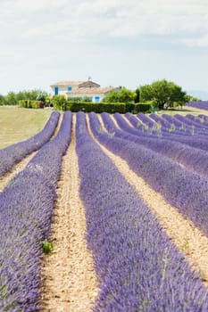 lavender field, Plateau de Valensole, Provence, France