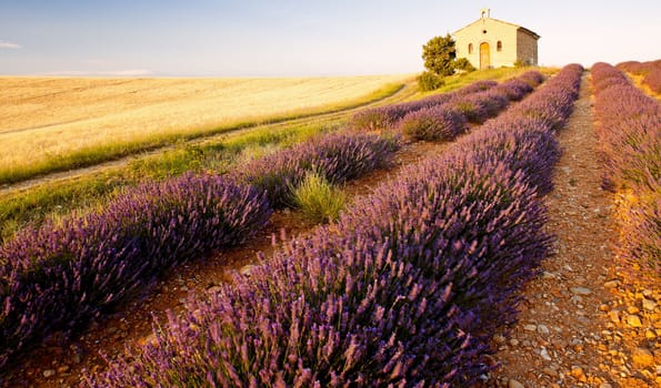 chapel with lavender and grain fields, Plateau de Valensole, Provence, France