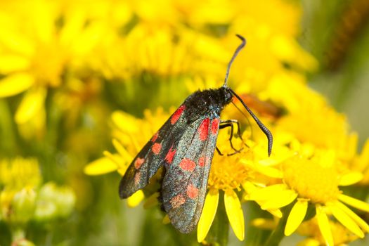 Six spotted burnet, moth, Zygaena filipendulae, feeding on ragwort, Senecio jacobaea.