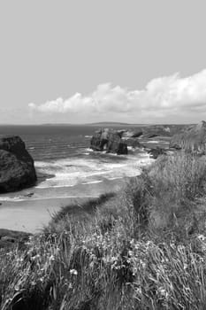 view of the virgin rock in ballybunion in summer with beautiful sea and wild flowers in black and white