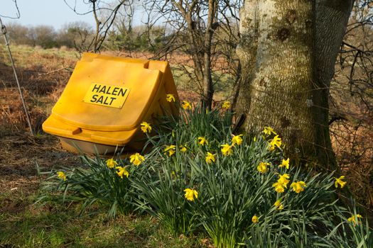 A yellow container with ' Halen Salt' written on it with a bed of daffodils and tree trunk near by.