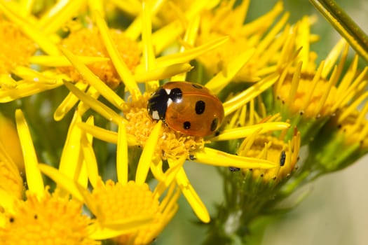 A ladybird, Coccinella septempunctata, on the yellow flower of the ragwort, Senecio jacobaea.