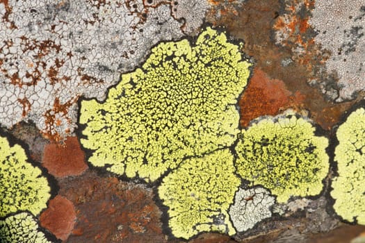 Green, orange and white map lichen with zone lines in black between colonies on slate.