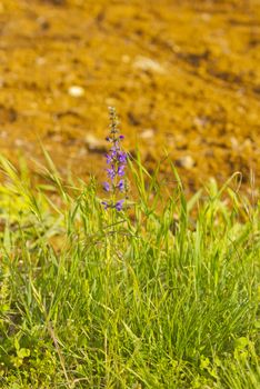 Single lavender flower coming out of a field