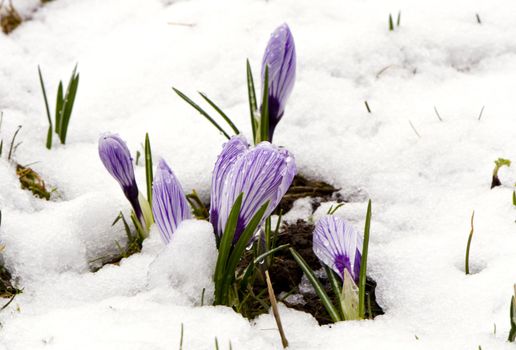 Crocus saffron first spring flowers between melting snow. Violet blooms.