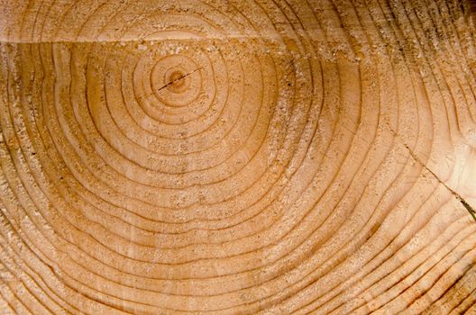 Background of cut tree trunk closeup macro details. Age of tree. Timber industry. Deforestation with chainsaw.