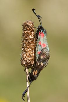 Male and female six spotted burnet, Zygaena filipendulae, mating with interlocking wings on a plant bud.