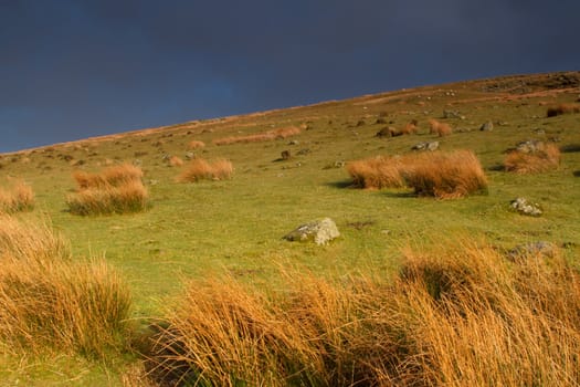 A hillside lit up in the evening sun with green grass and reed tufts and rocks against a dark blue sky.