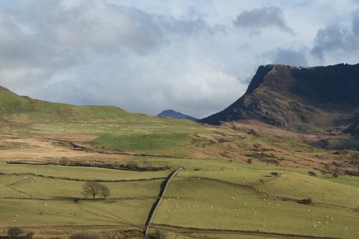 Green fields of a hill farm with stone walls and sheep grazing backed by the peak of Y Garn on the Nantlle ridge, Snowdonia national park, Wales, UK.