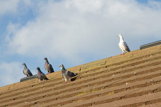 Five pigeons sitting on a tile roof looking one way against a blue sky with clouds.