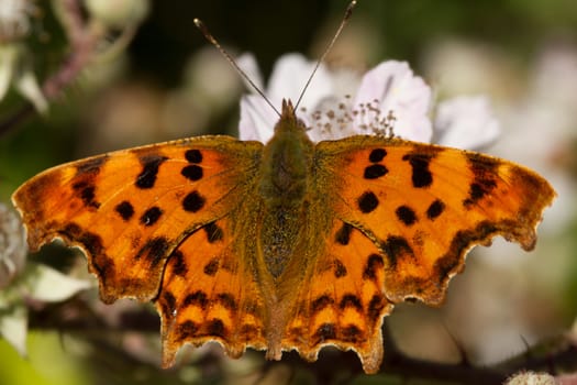 The coma butterfly, Nymphalis c-album, with open, ragged, wings on a bramble flower.