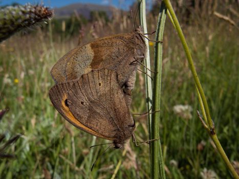 Meadow brown, Maniola jurtina, butterflies, mating on a plant stem in a meadow.