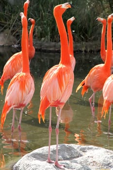Some Flamingos standing in the Water.