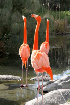 Some Flamingos standing in the Water.