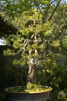 conifer bonsai tree with branches wiring process in the garden