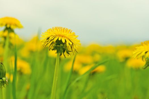 Dandelion flower on green grass 