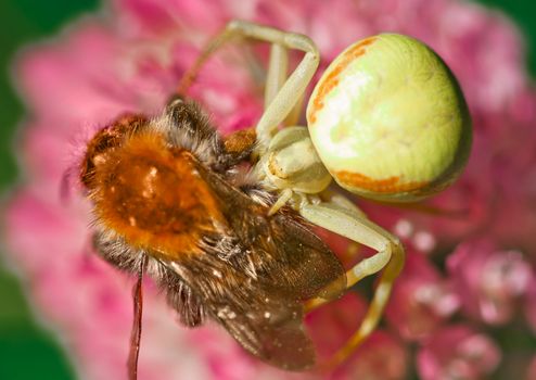 Goldenrod crab spider seizing prey