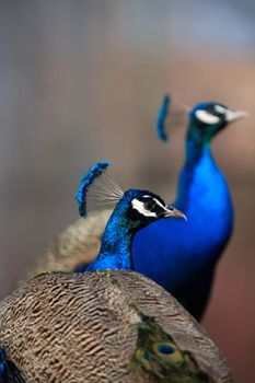 Closeup portrait of pair beautiful peacocks on dark background with free space for text