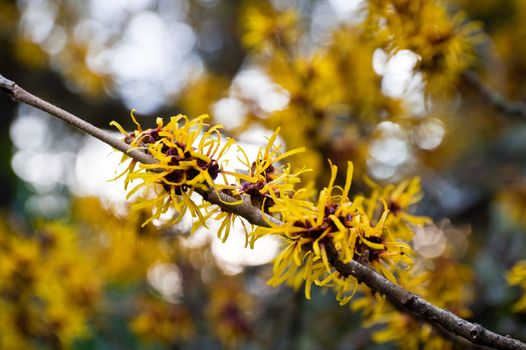 Chinese witch hazel