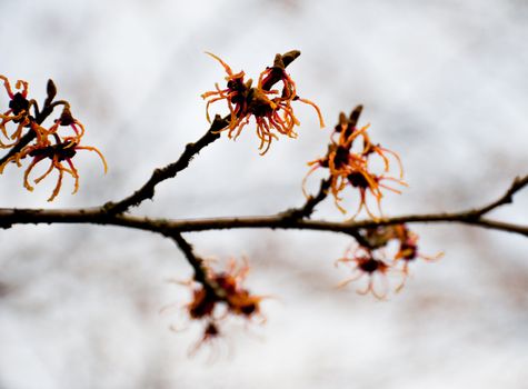 Chinese witch hazel