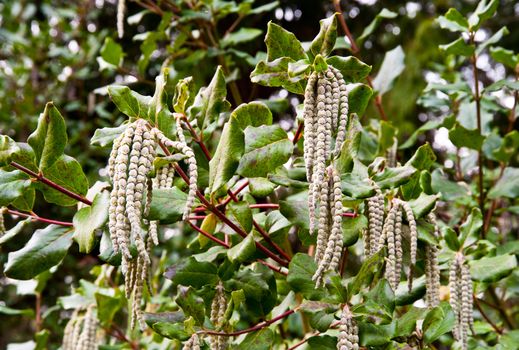 Hybrid Silk Tassel Bush