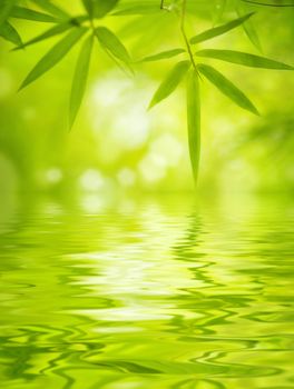 Close up bamboo leaves with water reflection, soft focus