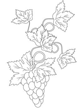 silhouette of a branch of grapes on white background vector illustration