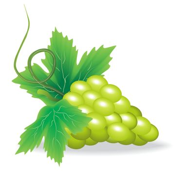 branch of green grapes on white background vector illustration