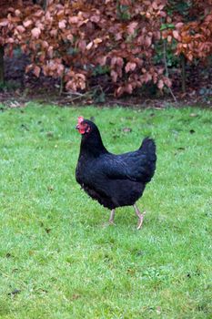 free range hen in a field in ireland