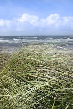 dune grass on the coast of Kerry Ireland gently blowing in the breeze