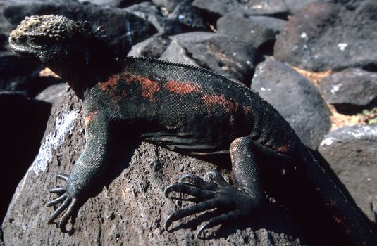 MARINE IGUANA (Amblyrhynchus cristatus) in Galapagos Islands,  Ecuador