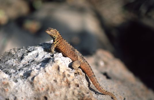 LAND IGUANA (Conolophus subcristatus or pallidus) in Galapagos Islands,  Ecuador